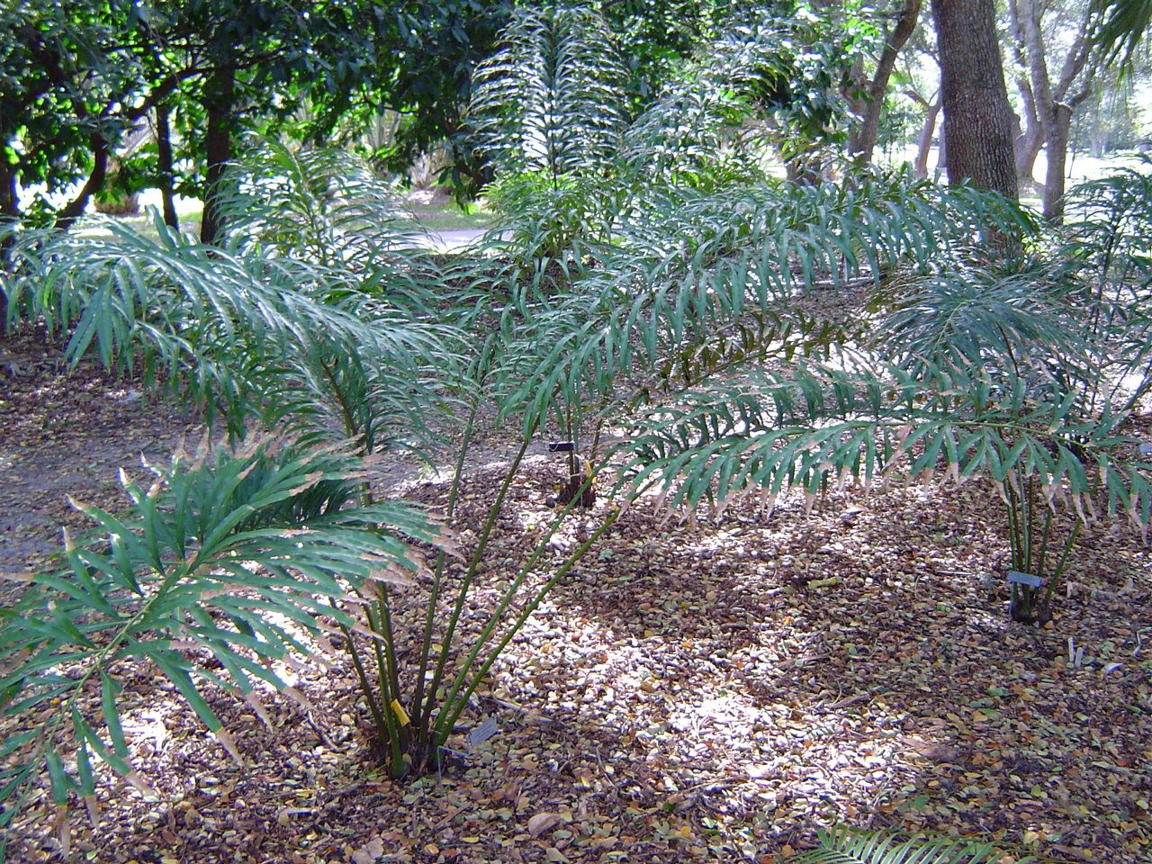 South Florida Garden Tours - TRAVEL LOGS - PalmTalk